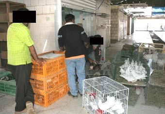 اكتشاف 7 إصابات جديدة بإنفلونزا الطيور والرابية دخلت مناطق الوباء وحظر بيع وذبح وتداول الدواجن الحية داخل المحلات لمدة 3 أشهر