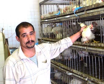 لا إصابات جديدة بإنفلونزا الطيور وطلب نيابي لعقد جلسة خاصة الأسبوع المقبل 