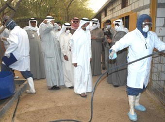 5 بؤر جديدة لإنفلونزا الطيور في الوفرة والري وجنوب الجهراء والقصور