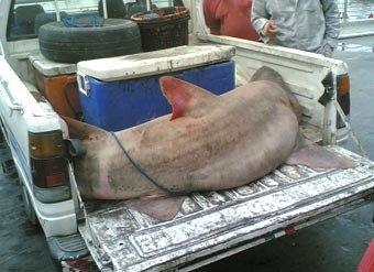 مصري يصطاد «ذيبة» طولها 3 أمتار ويبيعها  في سوق السمك بـ 45 دينارا فقط