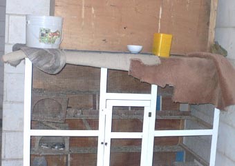 الاشتباه بإصابة طفل كويتي بإنفلونزا الطيور والدعيج لـ «الأنباء»: فيروس بكتيري غير معد