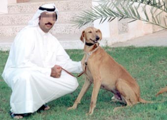كلب الصيد «السلوقي» يحظى باهتمام محبي البيئة والصيد في الإمارات