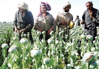 زراعة الموت تدرّ على أفغانستان من 3 إلى 6 مليارات دولار وتوفر 93% من أفيون العالم