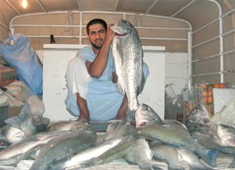 شيخ الأنصاري: السبيطي يجب ألا يتجاوز الـ 75 سم والمتعة في صيده هي الانتظار الطويل وصراع «البنر»