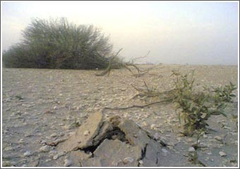 دار الإنعاش