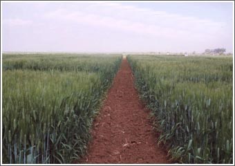 الجفاف يضرب سورية: تراجع إنتاج القمح إلى 50% والشعير إلى الثلث 