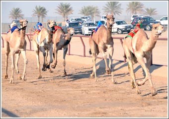 11 دولة عربية تشارك في بطولة الهجن التاسعة