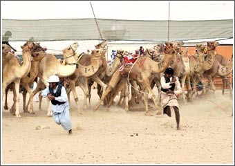 500 ذلول من جذعان وثنايا وحقايق قعدان تتنافس على 15 سيارة