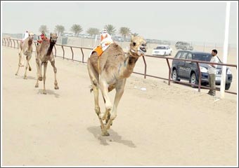 ذلول «الحيل والسودانيات» تتنافس على 6 سيارات