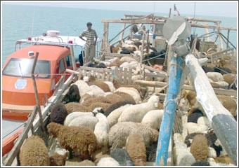 رجال الإطفاء يحتوون تسرب مادة سريعة الاشتعال في الشويخ والإنقاذ البحري يسحب طراداً إيرانياً يحمل 400 رأس غنم