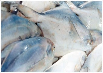 «الزراعة»: حظر صيد أسماك الزبيدي ابتداء من 1 يونيو حتى 15 يوليو