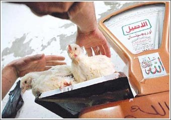 «الصحة العالمية» تحذّر من تزاوج «الخنازير» مع «الطيور» في مصر