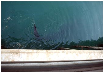 سمكة «القرش» خارج المارينا خلال ساعات
