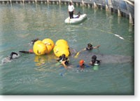  قرش الحوت أنثى حامل وكانت تبحث عن مكان آمن للتكاثر 