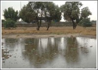 الحماد: أمطار الوسم هذا العام أفضل من السابق