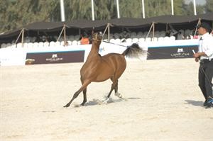 رشاقة الحركة من مميزات الخيول العربية الاصيلة﻿