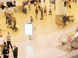 رجال الامن استخدموا كلاب الاثر لتمشيط المطار امس
