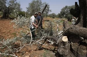 مزارعون فلسطينيون يتفقدون شجر الزيتون في حقولهم بعد ان اقدم المستوطنون على قطعه افپ
