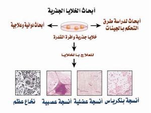 مراحل تكوين الخلايا الجذعية واستخراجها من خلايا اخرى
