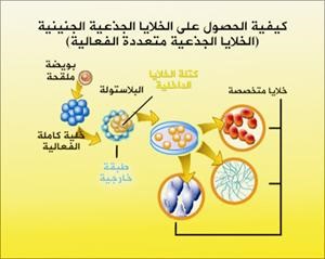 كيفية الحصول على الخلايا الجذعية