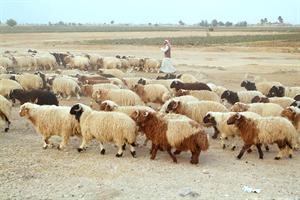 الثروة الحيوانية في سورية: 18 مليون رأس من الأغنام و1.5 مليون من الماعز