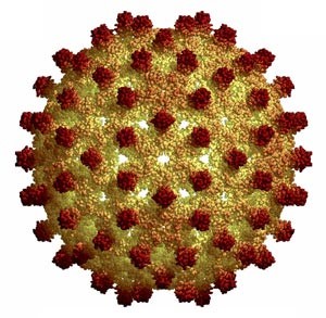 الفيروس المسبب للالتهاب الكبدي