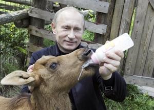 بوتين والغزال الرضيع