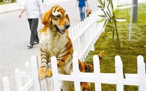 كلب نمر في الصين