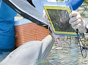 علماء يستخدمون «آيباد» المضاد للماء لدراسة ذكاء الدلافين