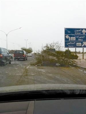الرياح الشديدة تسببت في سقوط اشجار على طريق الجهراء الرئيسي