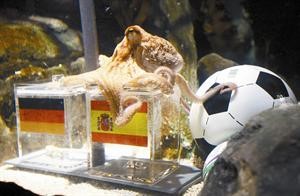 الاخطبوط بول اختار المكعب الذي يحمل علم اسبانيا افپ
