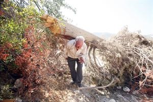 فلسطيني يعبر تحت احدى اشجاره التي اقتلعتها البلدوزرات الاسرائيلية في قرية الولجة بالضفة الغربية 	افپ ﻿