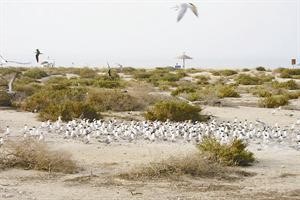 الطيور تفرخ في جزيرة كبر﻿