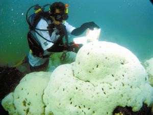 احد اعضاء فريق الغوص الكويتي يقوم بفحص ابيضاض احد الشعاب المرجانية﻿
