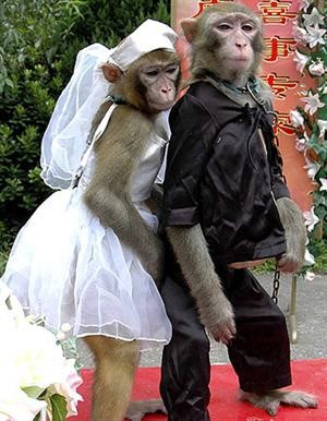 باحث هولندي: لاختيار شريك حياتك.. تعلّم من القرود!