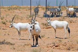 الريم والمها يعودان إلى بادية الرقة