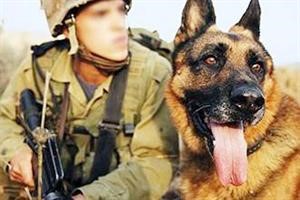 تجنيد كلاب بالجيش الإسرائيلي