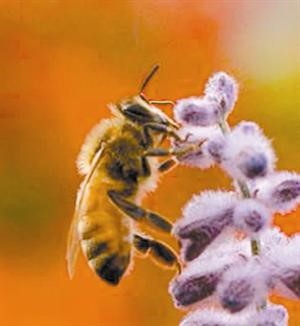 اختفاء النحل يهدد بكارثة إنسانية وينذر بفناء البشرية بعد 4 سنوات!