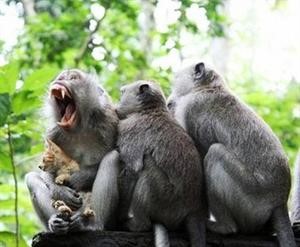 لماذا لا تتكلم القرود؟
