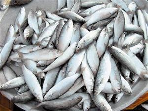بلدية العاصمة تتلف 99 كيلو غراماً من الميد في سوق السمك بشرق