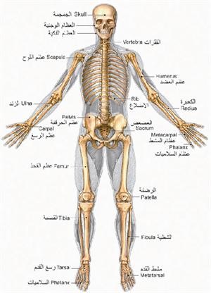 استشاري جراحة العظام بمستشفى طيبة د.فوزي عيسى لـ «الأنباء»: المشي هو الأفضل للوقاية من هشاشة العظام