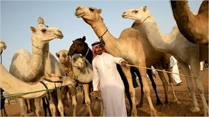 سبق لباحثة سعودية ان تمكنت من ايجاد علاج للسرطان من بول الابل﻿