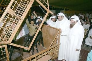 الشيخ ضاري الفهد يطالع بعض الماعز الشامي النادر﻿