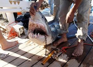 ﻿القرش الذي تسبب في اصابة السياح قبل يومين بعد اصطياده﻿
