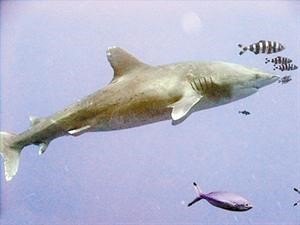 صورة القرش القاتل كما التقطها جاي ينج﻿
