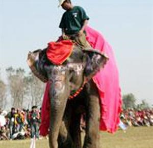 الفيلة ملكة جمال النيبال﻿