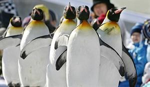 عراك بين طيور البطريق في بريطانيا للفوز بفاتنة الشاطئ