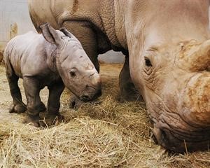 فرحة غامرة بمولود وحيد القرن في بريطانيا