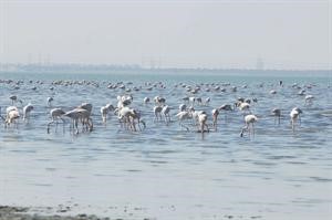 جون الكويت بيئة جاذبة لعدد كبير من الطيور﻿﻿محمد ماهر﻿