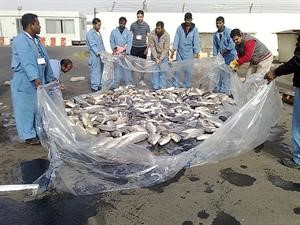 رفع الاسماك التالفة﻿
